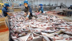 Trung Quốc giảm thu mua, giá cá tra tụt mạnh Trung Quốc giảm thu mua, giá cá tra tụt mạnh