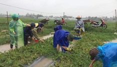 BẢN TIN TÌNH NGUYỆN: Huy động 2.000 thanh niên chống bão số 3 BẢN TIN TÌNH NGUYỆN: Huy động 2.000 thanh niên chống bão số 3