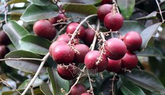 'Lộc trời' nhãn tím chỉ có ở Việt Nam: Đài Loan, Thái Lan... xếp hàng xin mua 'Lộc trời' nhãn tím chỉ có ở Việt Nam: Đài Loan, Thái Lan... xếp hàng xin mua