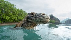 Cận cảnh loài rồng Komodo dưới ống kính nhiếp ảnh gia Mỹ