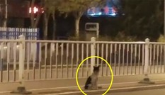 Chủ nhân qua đời, chó cưng đợi mòn mỏi 80 ngày đến xót xa Chủ nhân qua đời, chó cưng đợi mòn mỏi 80 ngày đến xót xa