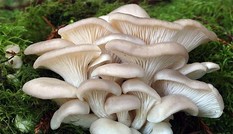 Không ngờ nấm sò là loài ăn thịt và săn mồi theo cách tàn bạo nhất Không ngờ nấm sò là loài ăn thịt và săn mồi theo cách tàn bạo nhất