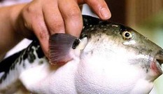 Ăn cá nóc, 5 ngư dân nhập viện cấp cứu