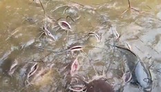 Đàn cá 'khủng' trong ngôi chùa ở Huế