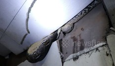 Trăn khổng lồ ăn thịt kỳ đà trên trần nhà dân ở Thái Lan Trăn khổng lồ ăn thịt kỳ đà trên trần nhà dân ở Thái Lan
