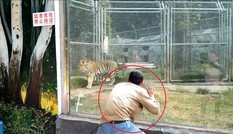 Nam du khách 'giỡn mặt tử thần', bày trò kích động hổ trong sở thú