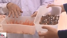 Cách phân biệt đông trùng hạ thảo thật - giả