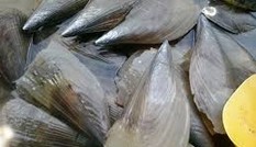 Cách làm cồi mai xào sả ớt đặc sản Cửa Lò Cách làm cồi mai xào sả ớt đặc sản Cửa Lò