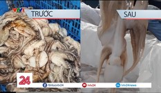 Thủ đoạn biến bạch tuộc bẩn thành bạch tuộc sạch Thủ đoạn biến bạch tuộc bẩn thành bạch tuộc sạch