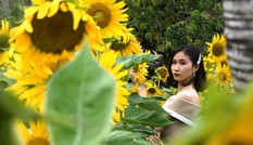 Vườn hoa hướng dương nở rộ trong công viên lớn nhất Sài Gòn
