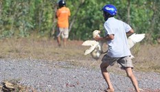 Bị dân hôi vịt, tài xế phải bồi thường 200 triệu đồng