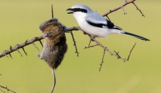 Loài chim đồ tể chuyên xiên con mồi qua gai nhọn để xẻ thịt