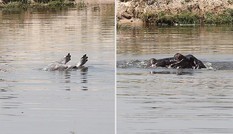 Hà mã mẹ đuổi bầy cá sấu sông Nile để bảo vệ xác con Hà mã mẹ đuổi bầy cá sấu sông Nile để bảo vệ xác con