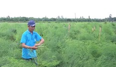 Trồng măng tây thu gần 200 triệu mỗi năm ở An Giang