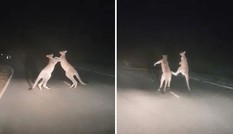 Kangaroo 'đấm bốc' giữa đường gây cản trở giao thông
