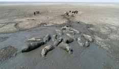 Động vật nằm chờ chết ở Botswana do hạn hán