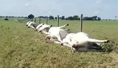 Bò chết la liệt do sét đánh