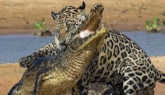Báo đốm vồ mạnh, cá sấu không kịp trở tay