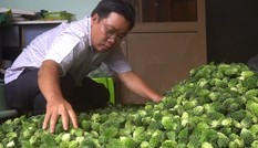 Làm trà khổ qua rừng thu gần 200 triệu mỗi tháng
