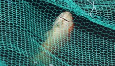 Cá chết trong bể nước sông Tô Lịch