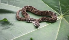 Phát hiện rắn viper hai đầu hiếm gặp