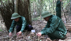 Quảng Trị thử nghiệm trồng sâm Ngọc Linh