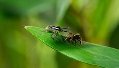 Nhện đực liều mạng giao phối với bạn tình