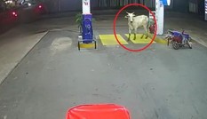 Con bò tấn công hai người đi xe máy, húc đổ cây xăng