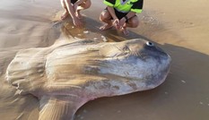 Dân mạng phát sốt với chú cá khổng lồ kỳ lạ trên bờ biển Úc Dân mạng phát sốt với chú cá khổng lồ kỳ lạ trên bờ biển Úc