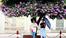 Bằng lăng nở tím trời Hà Nội