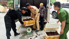 Lái xe đường dài chở gần 50 kg tôm hùm đất nhập lậu Trung Quốc