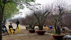 Đào cổ thụ “độc, lạ” thuê chưng cũng hàng chục triệu