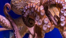 Vì sao máu ‘quái vật biển cả’ có màu xanh?