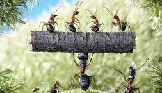 1001 thắc mắc: Kiến ngủ thế nào, tại sao kiến ‘thống trị’ thế giới?