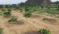Chặt phá vườn bưởi của gia đình chủ tịch xã để trả thù cho đội bóng chuyền