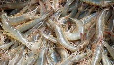 Đo lượng canxi trong tôm cua ốc Đo lượng canxi trong tôm cua ốc