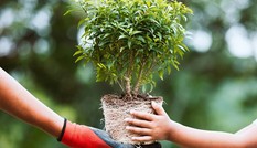 Luật Philippines yêu cầu sinh viên trồng ít nhất 10 cây xanh trước tốt nghiệp