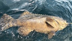 Cá mú khổng lồ cắn câu ngư dân Mỹ