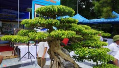 'Siêu cây' trăm tuổi được định giá cả triệu USD