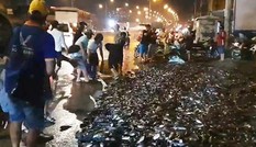 Xe tải lật ngang, gần 3 tấn cá rô bò lổn nhổn trên quốc lộ