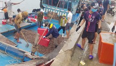 Ngư dân Hà Tĩnh 'trúng mánh', mỗi ngày thu đến 20 triệu từ ốc xoắn, sò nhám