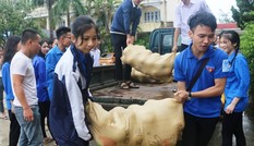 Tuổi trẻ Hà Tĩnh chung tay 'giải cứu' bưởi Phúc Trạch giúp dân vùng lũ