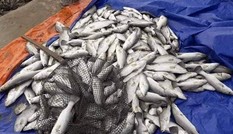 Nhiều hộ dân Hà Tĩnh trắng tay khi 100 tấn cá nuôi bất ngờ chết trong đêm