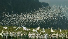 Đầm ngập nước Vân Long được công nhận khu Ramsar quốc tế