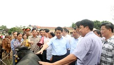 Hà Nội tập trung mở rộng phát triển chăn nuôi bò thịt