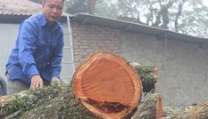 Vụ đấu giá gỗ sưa 'trăm tỷ' ở Hà Nội phải chờ trưởng thôn mới