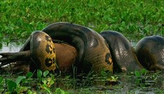 Trăn anaconda đoạt mạng loài chuột lớn nhất thế giới