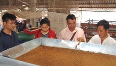 Thầy giáo bỏ nghề về quê...nuôi ruồi lấy trứng, bán 30 triệu/ký Thầy giáo bỏ nghề về quê...nuôi ruồi lấy trứng, bán 30 triệu/ký