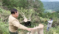 Bắt quả tang 11 đối tượng ngang nhiên chặt hạ cây rừng giữa ban ngày