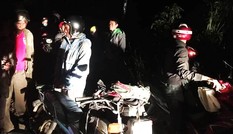 Dân Lâm Đồng ồ ạt vào rừng săn lùng loại cây giống sâm Ngọc Linh